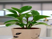 綠植和花卉