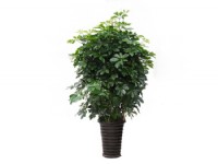 綠植和花卉