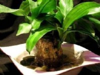 綠植和花卉