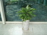 綠植和花卉