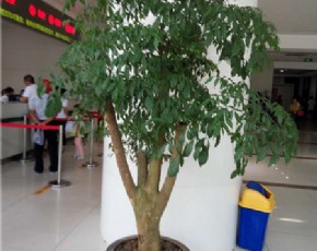 幸福樹